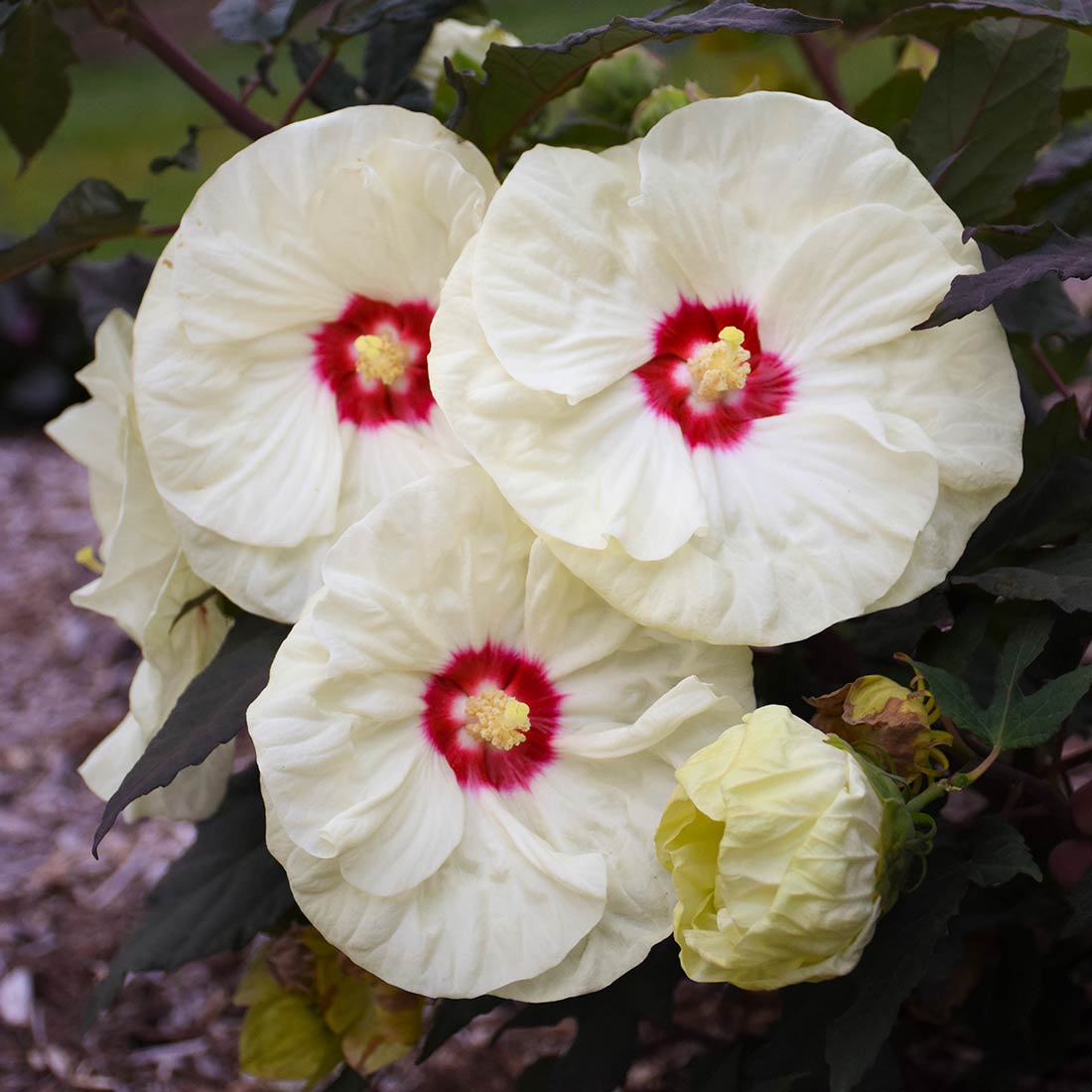 French Finall Hibiscus