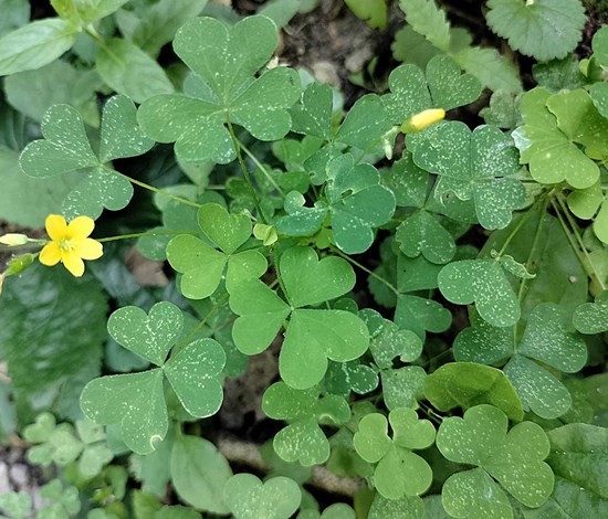 Yellow woodsorrel