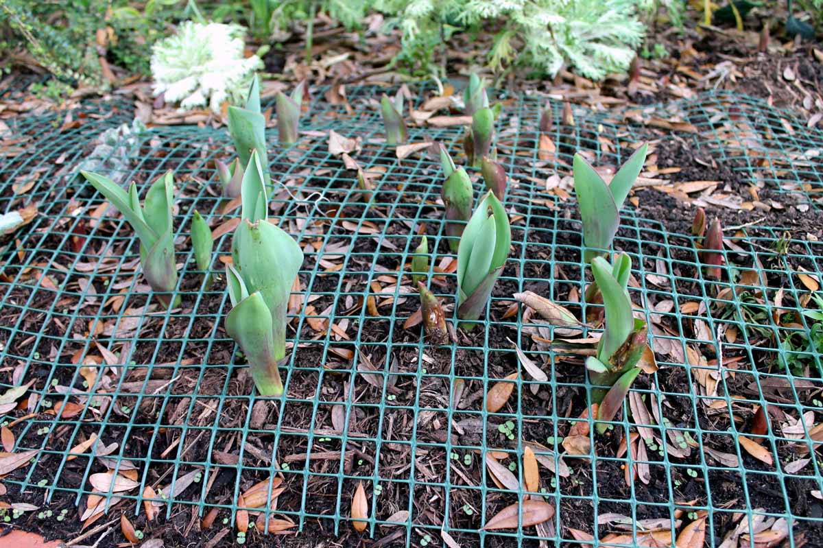 Chicken wire screen for bulbs deters animals