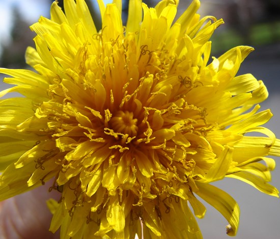 Dandelion, Taraxacum Officinale, flower closeup