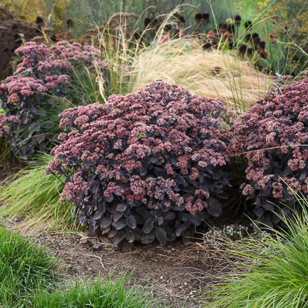 Sedum Back in Black