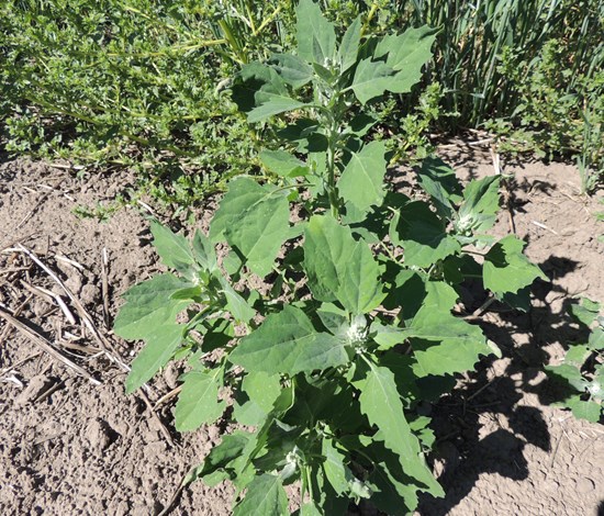 lambsquarters