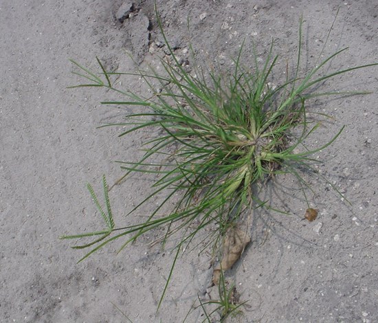 Goosegrass