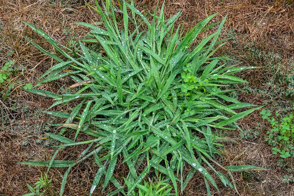 Crabgrass