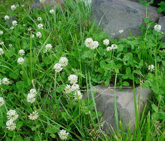White clover
