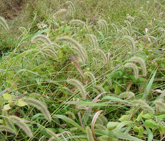 giant foxtail patch
