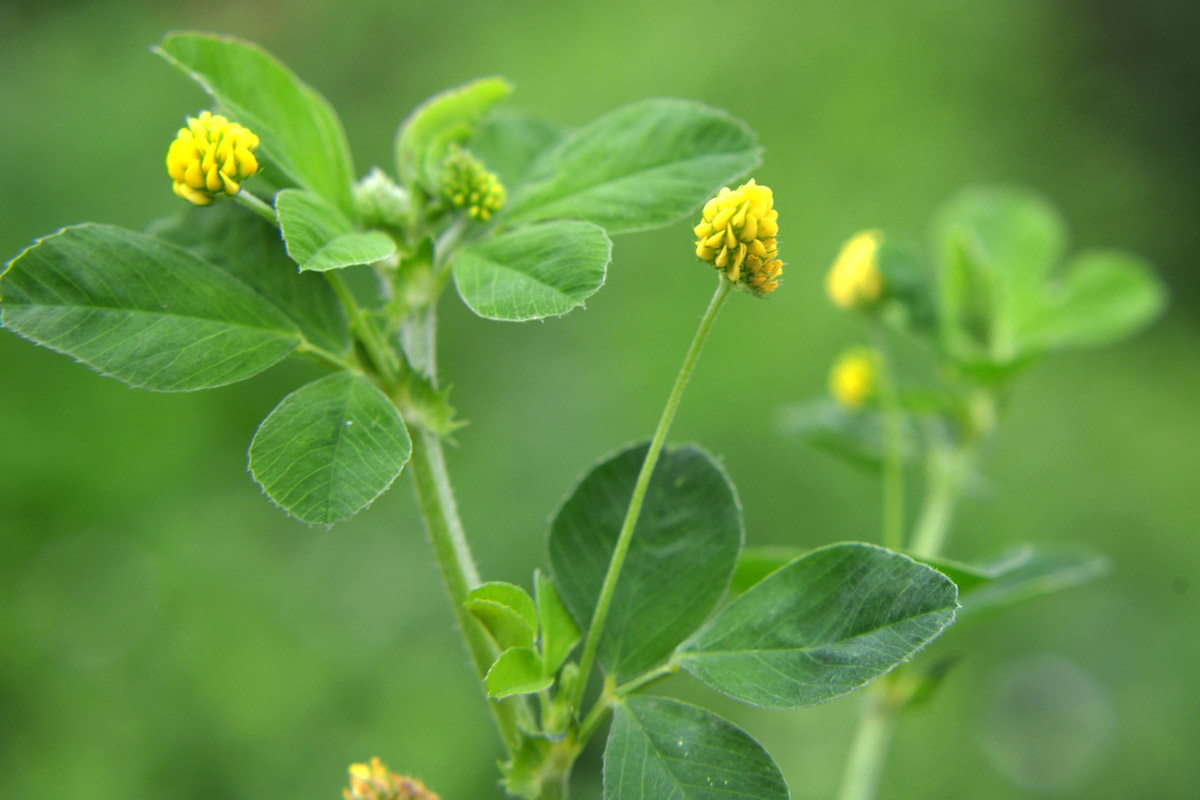 Black medic (medicago lupulina)