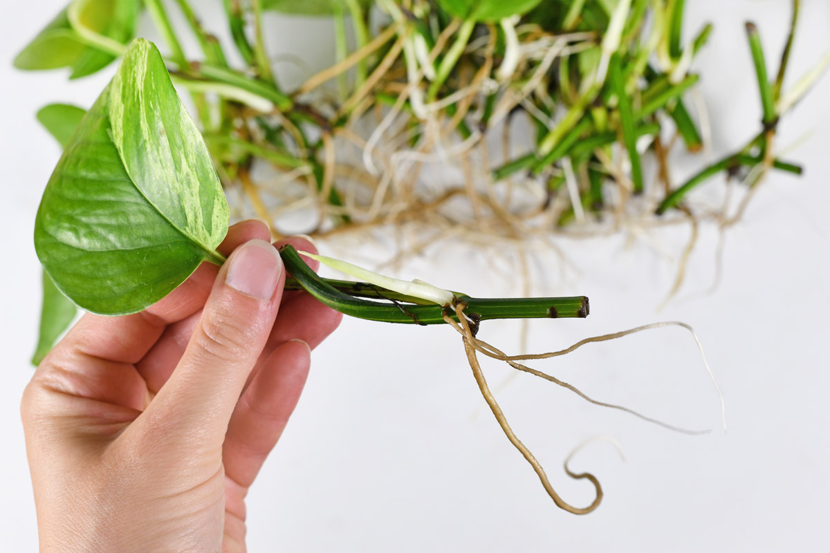 New roots growing from the nodes of a pothos plant cutting