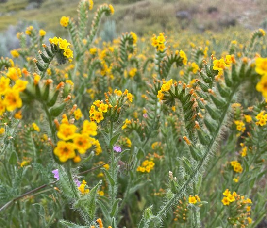 Fiddleneck