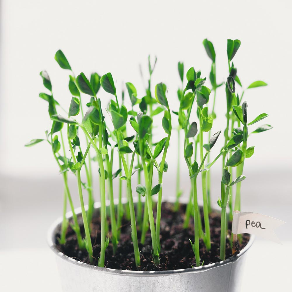 Microgreens Ready for Harvesting