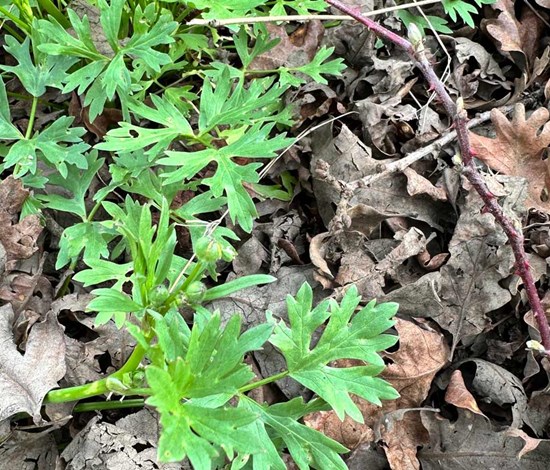California Buttercup Leaves