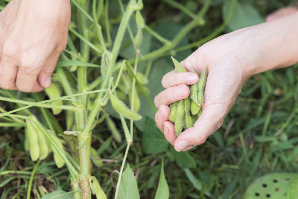 Edamame