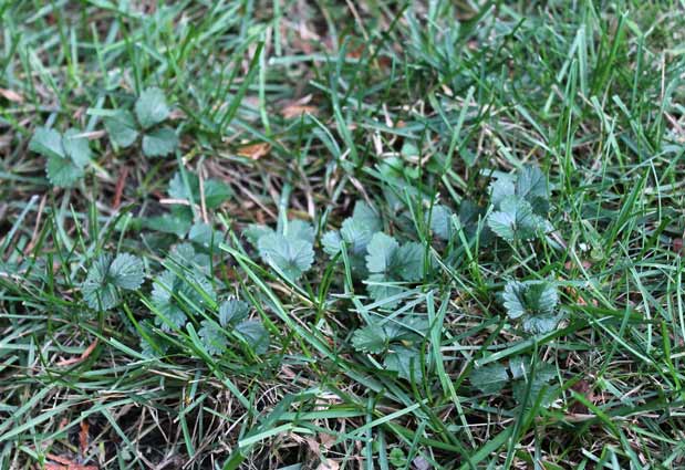 Wild strawberry