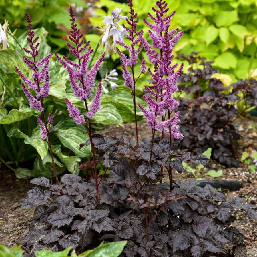 Astilbe ‘Dark Side of the Moon’. Photo courtesy Walters Gardens