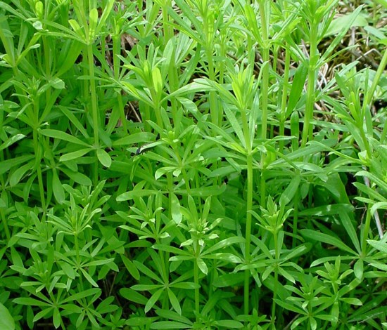 Catchweed bedstraw