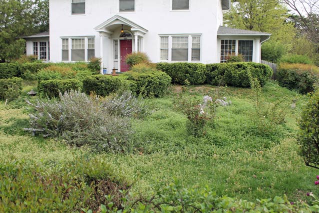 Neglected Garden