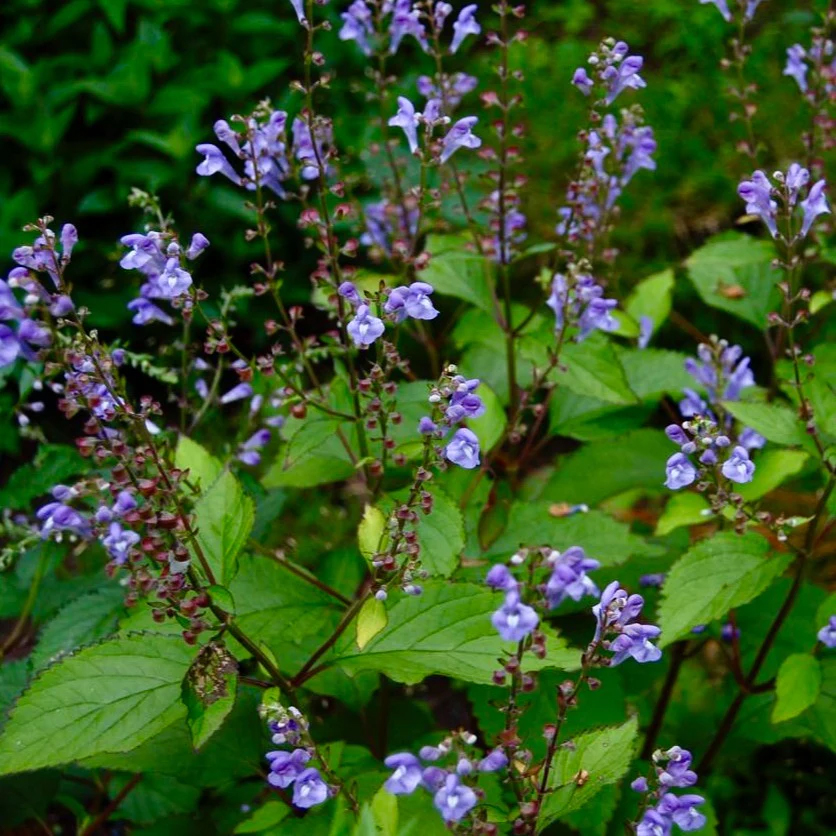 Scutellaria Appalachian Blues. Photo courtesy Plants Nouveau