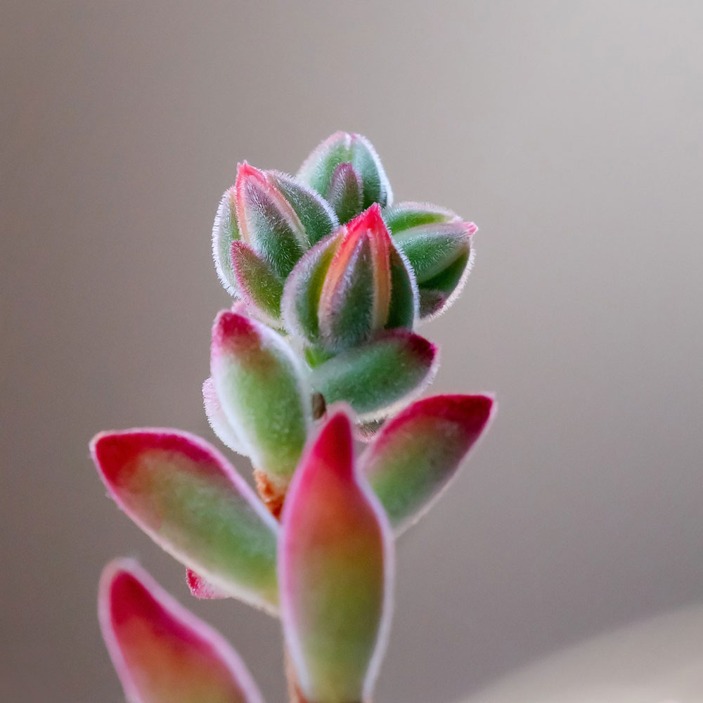 Crassula