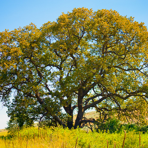 Oak Tree