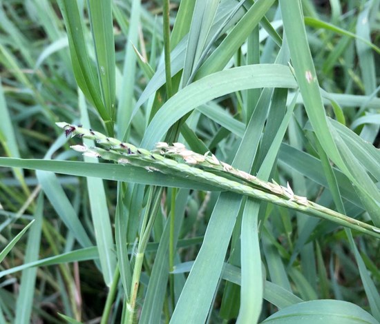 Signalgrass seedhead