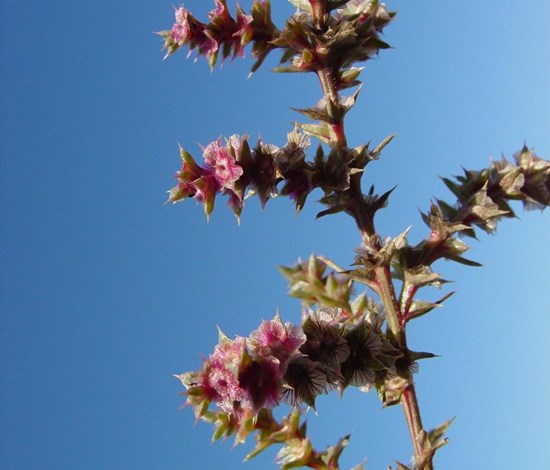 Russian thistle close