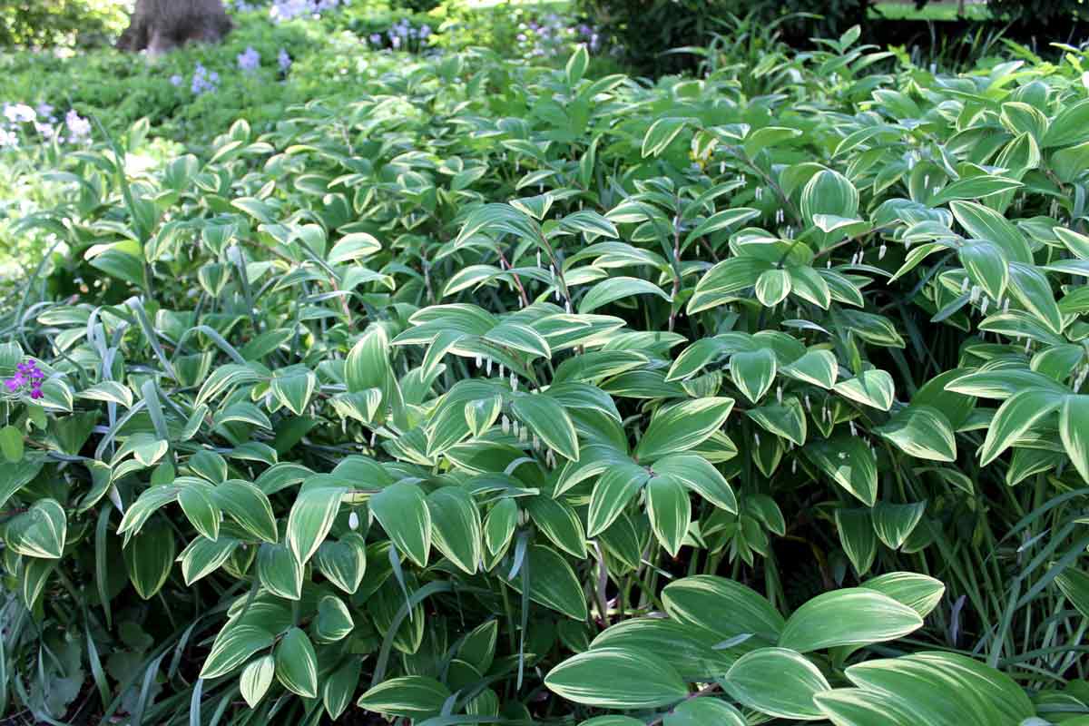 Variegated Solomon's Seal