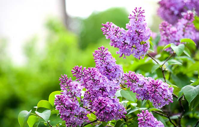 Flowering lilac bush