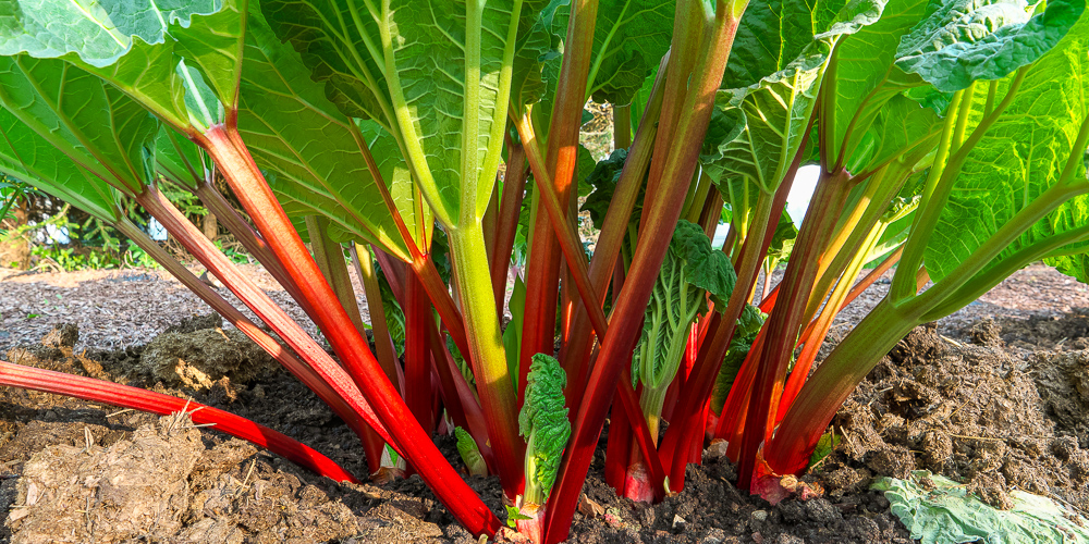 Rhubarb