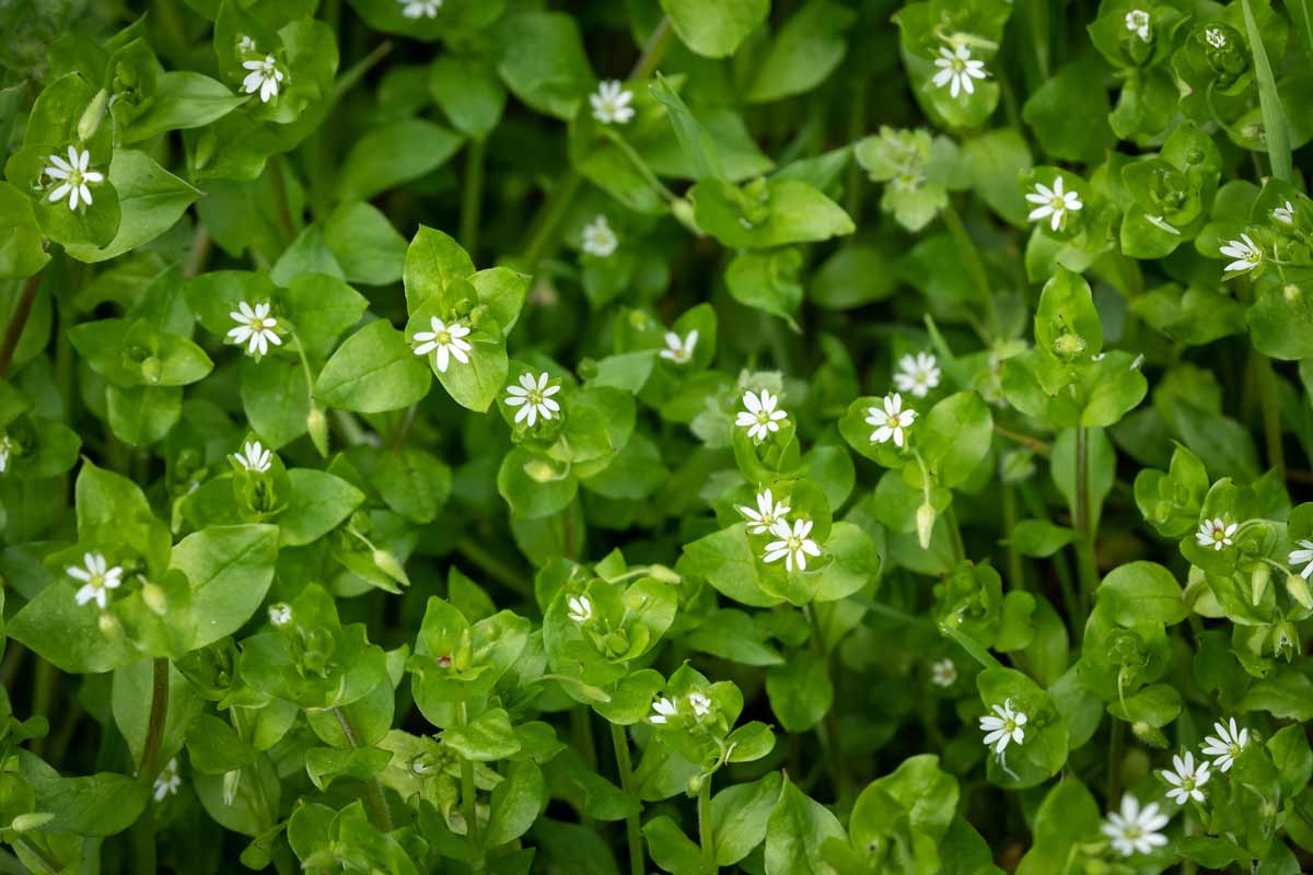 Common chickweed (stellaria media)