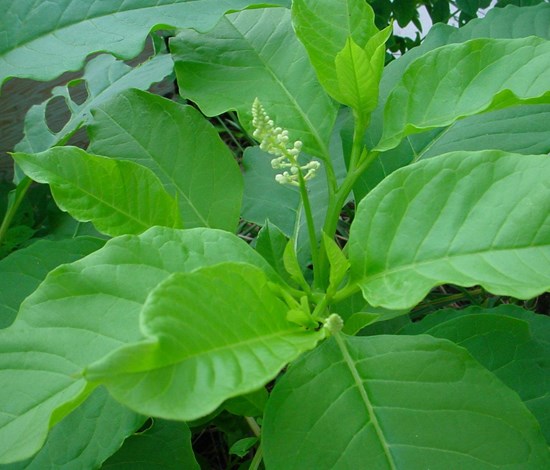 pokeweed