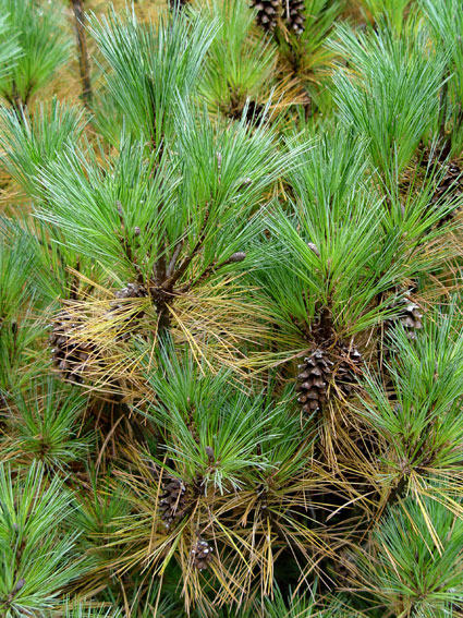 Yellowing pine needles in fall