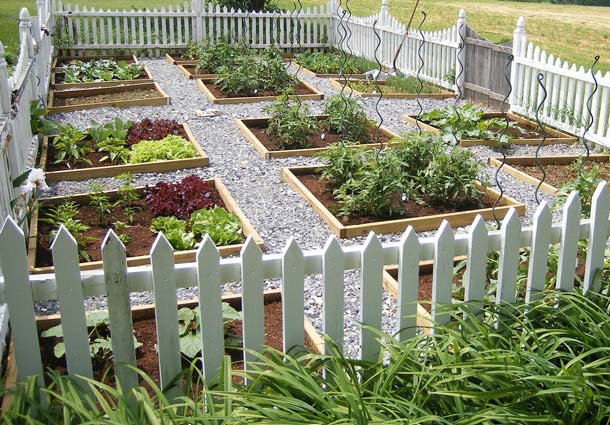 Raised bed surrounded by picket fence.