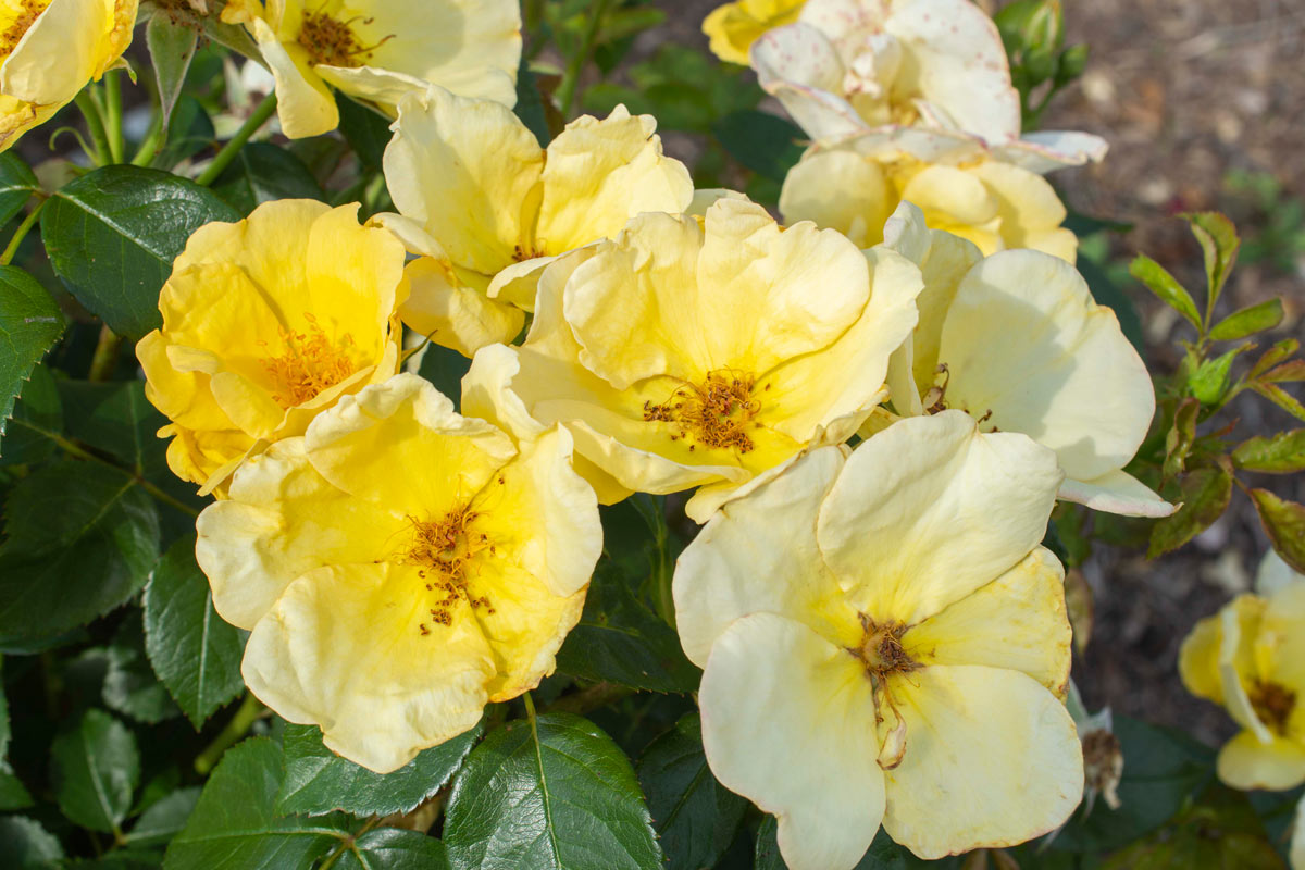 Yellow Easy Bee-zy Knock Out rose.