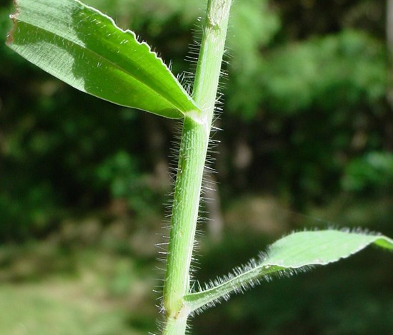 Crabgrass
