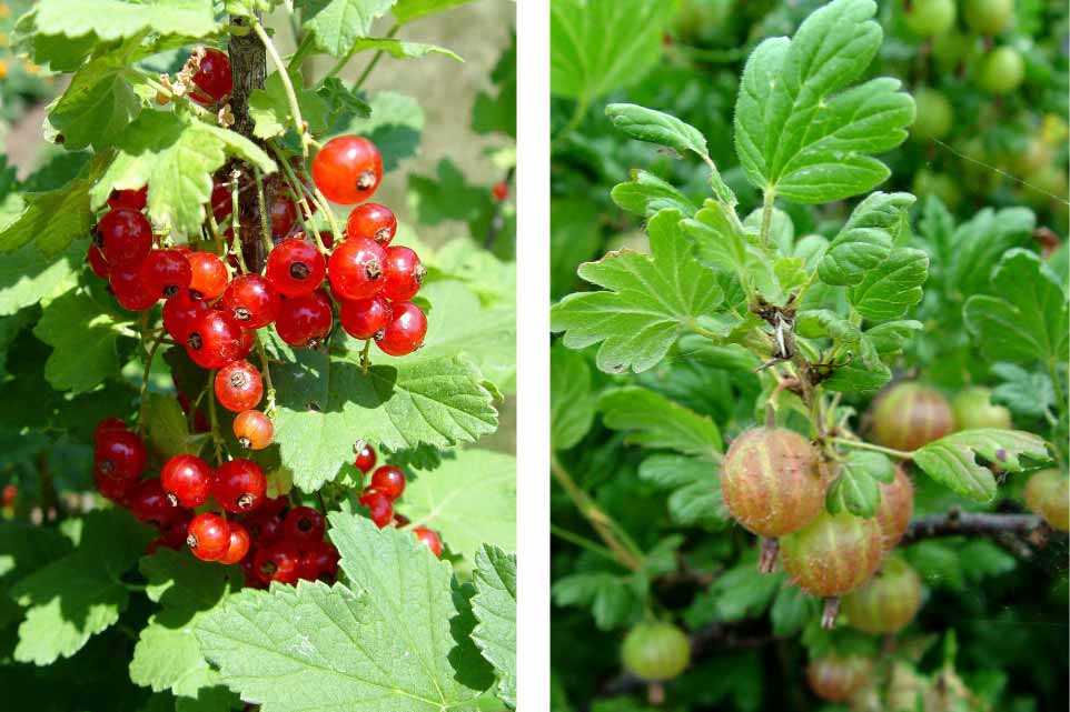 Red Currants & Gooseberries