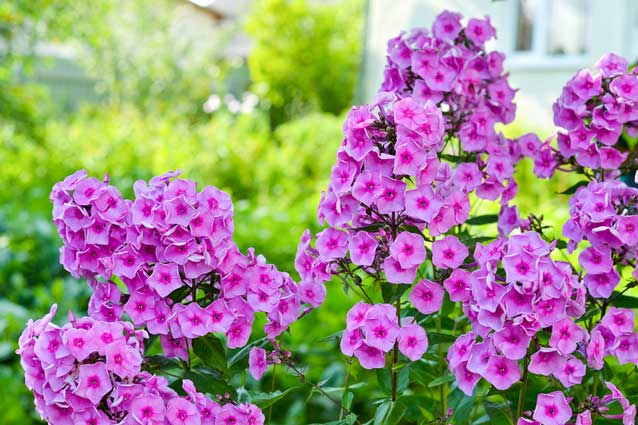 Garden Phlox