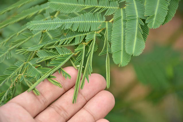 Sensitive Plant