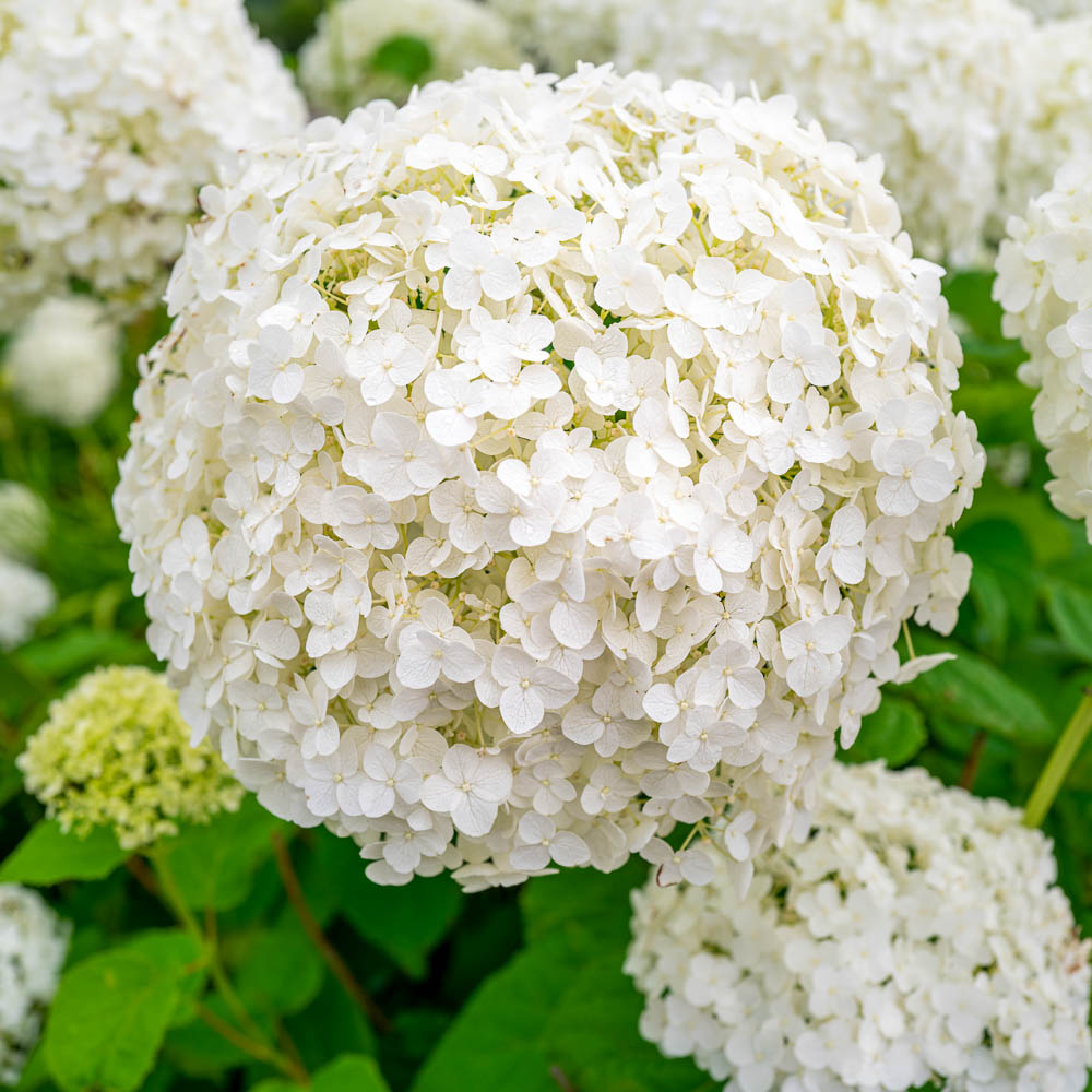 Viburnum