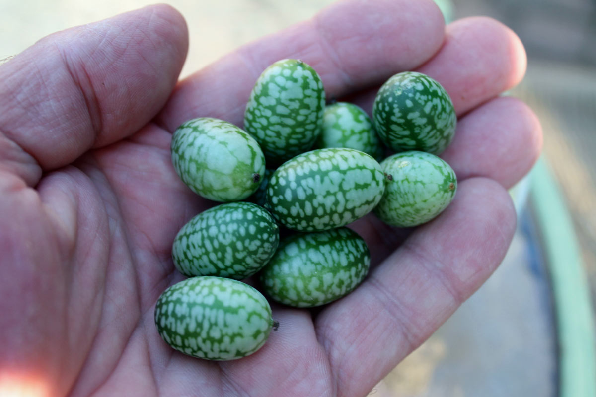 Cucamelons