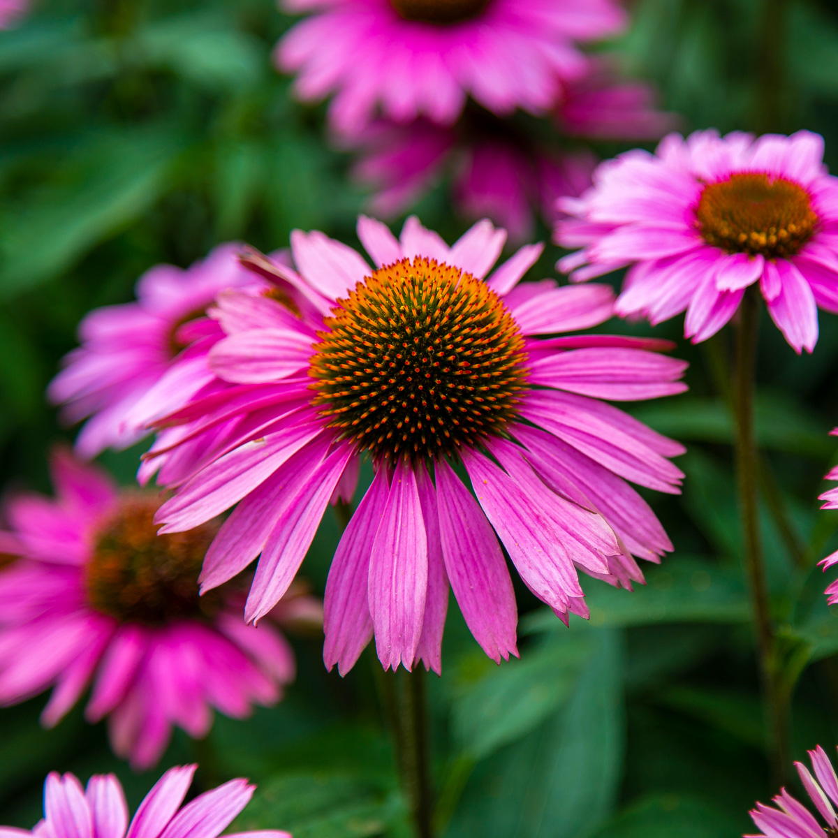 Purple coneflowers (Echinacea purpurea)