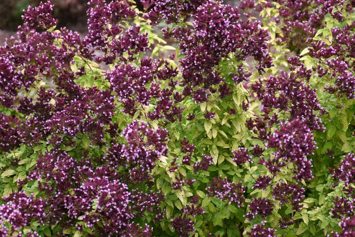 Ornamental Oregano