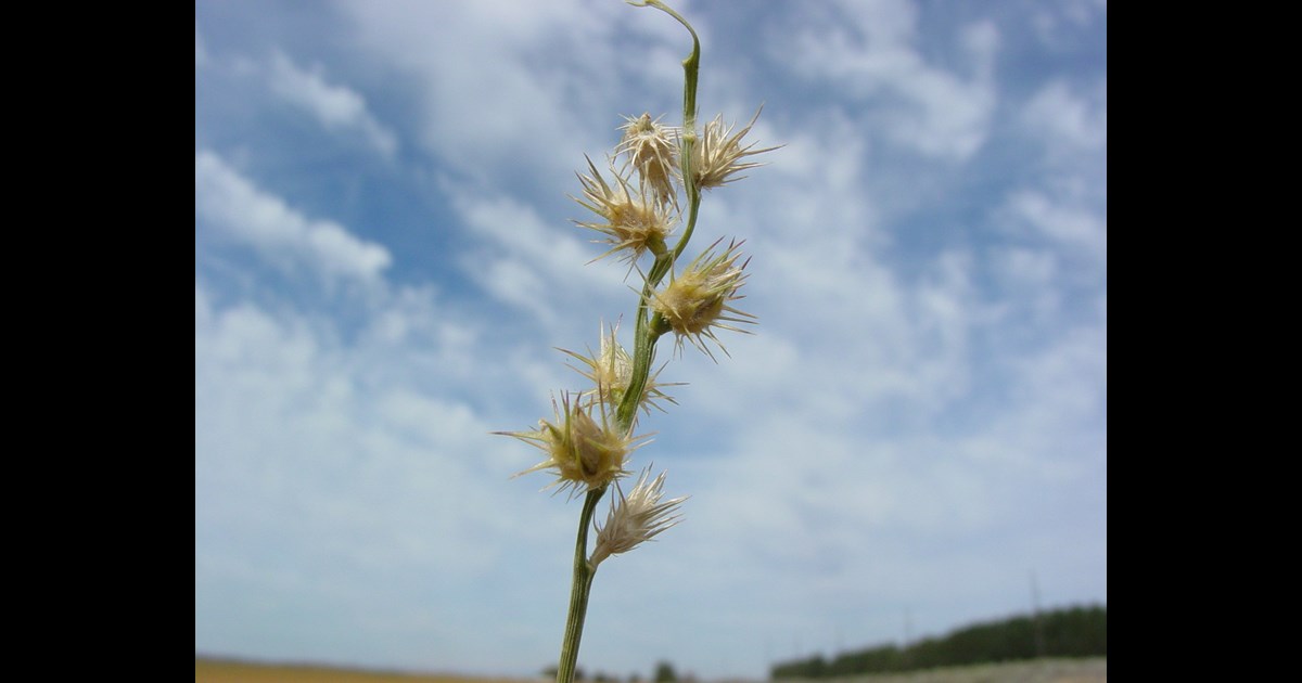 cumin plant picture Ppinire.ca