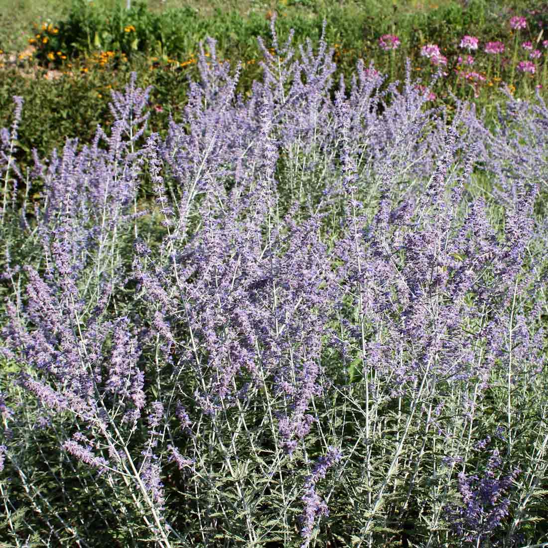 Russian Sage