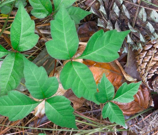 poison ivy