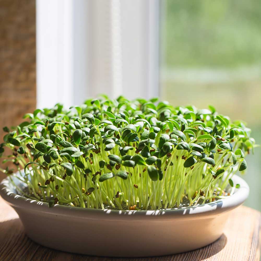 Fenugreek Microgreens