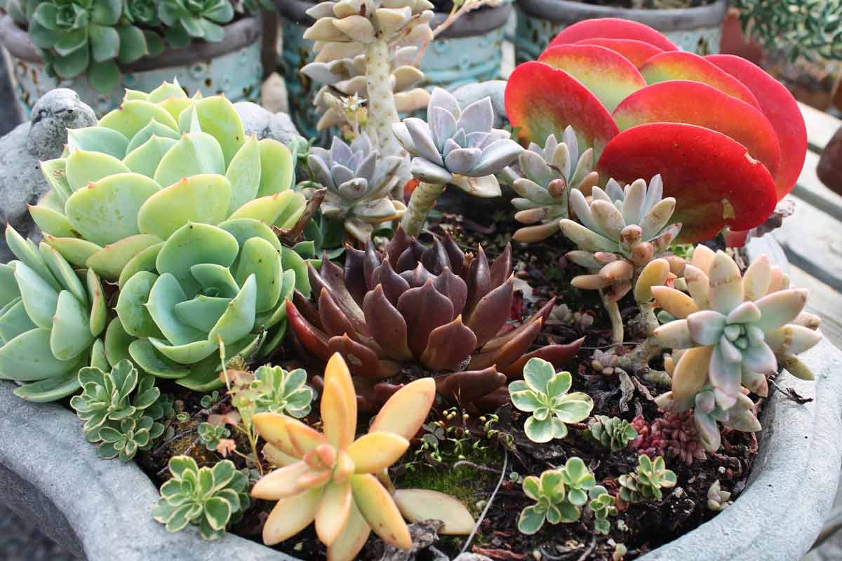 Colorful succulents