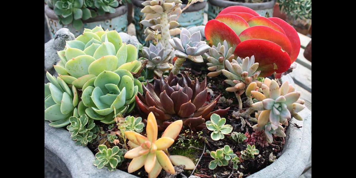 Eight Colorful Succulents