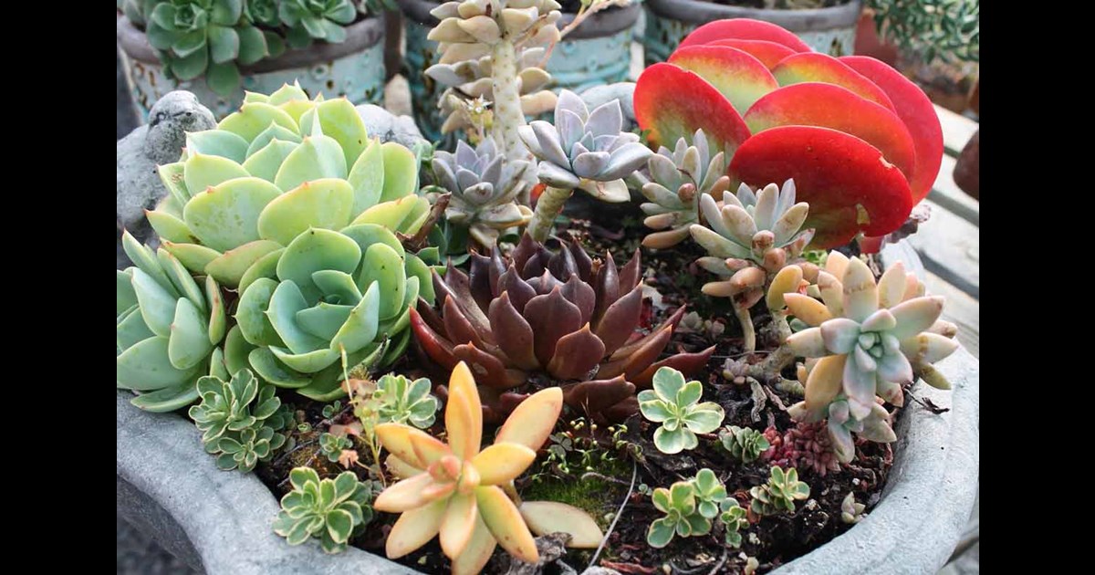 Eight Colorful Succulents