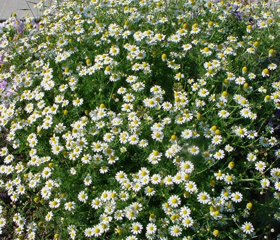 mayweed