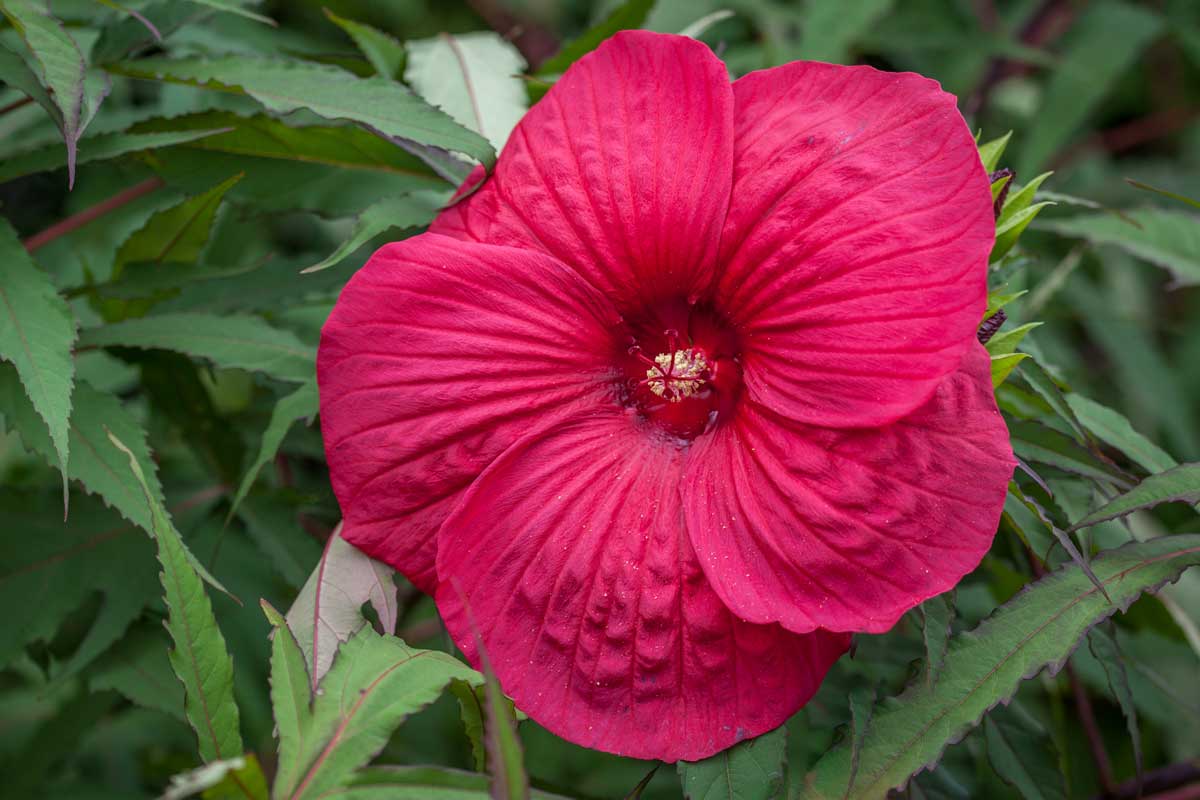 Hibiscus